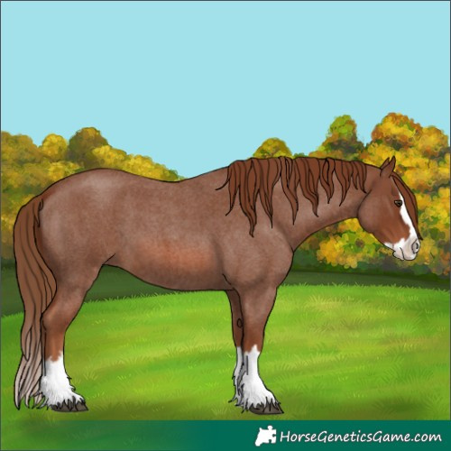 Horse Color:Red Roan Splash 