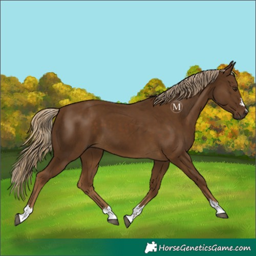 Horse Color:Chocolate Palomino 