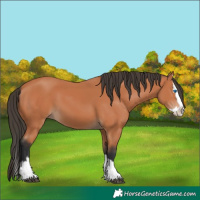 Horse Color:Bay Splash 
