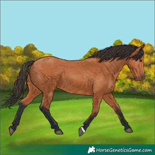 Horse Color:Bay 