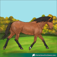 Horse Color:Bay 