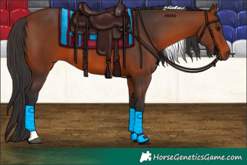 Horse Color:Bay Tobiano 