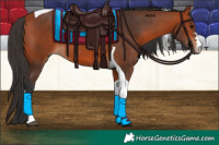 Horse Color:Bay Tobiano 