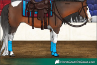 Horse Color:Brown Splash Tobiano 