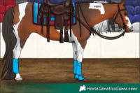 Horse Color:Bay Tobiano