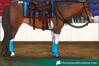 Horse Color:Bay Tobiano 