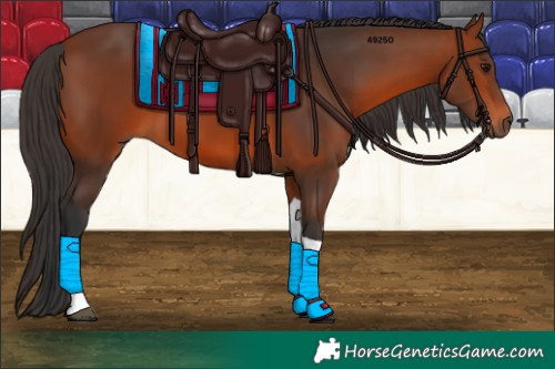 Horse Color:Bay Tobiano