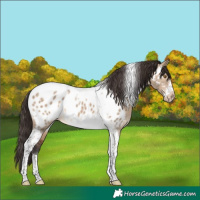 Horse Color:Brown Dun Tobiano Frame Appaloosa Rabicano 