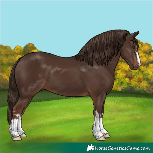 Horse Color:Liver Chestnut 