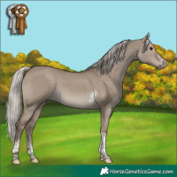 Horse Color:Silver Grullo Tobiano Frame Rabicano 
