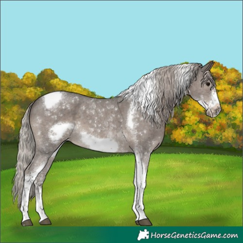 Horse Color:Silver Black Sabino Tobiano Frame 