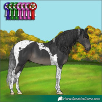 Horse Color:Black Tobiano 