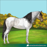 Horse Color:Buckskin Roan Tobiano 