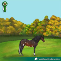 Horse Color:White Spotted Brown Tobiano 