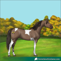 Horse Color:Liver Red Dun Sabino Tobiano 