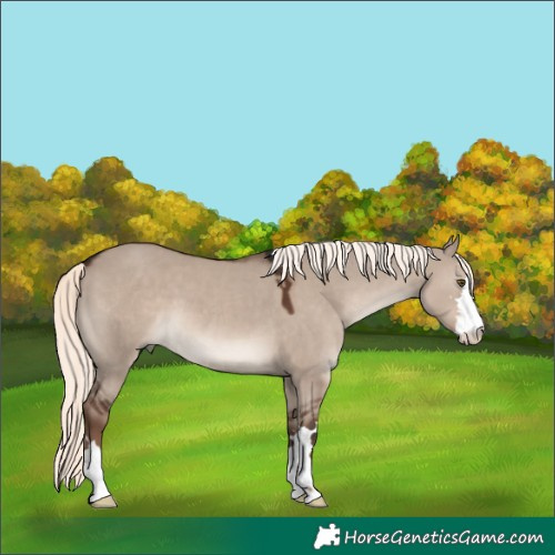 Horse Color:Liver Red Dun Mushroom 