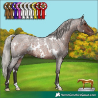 Horse Color:White Spotted Silver Brown Roan Varnish 