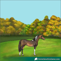 Horse Color:Buckskin Tobiano 
