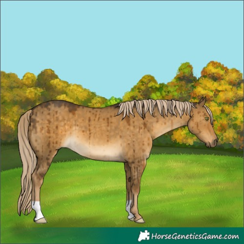 Horse Color:Chocolate Palomino Dun Mushroom Brindle 