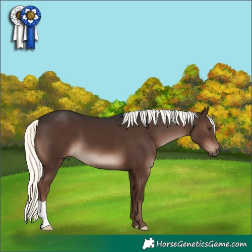 Horse Color:Liver Chestnut Mushroom 