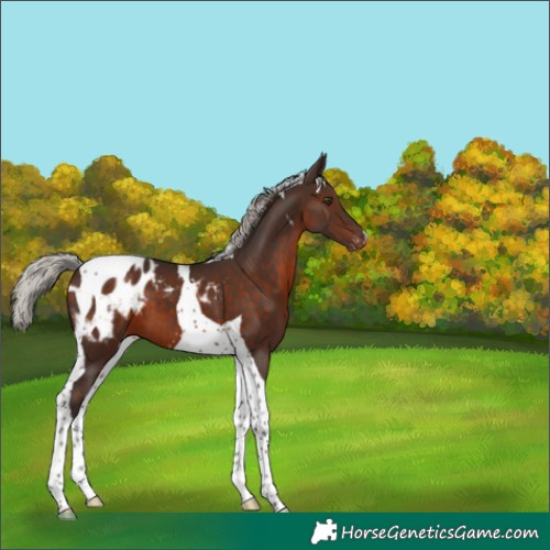 Horse Color:Silver Brown Tobiano Appaloosa 