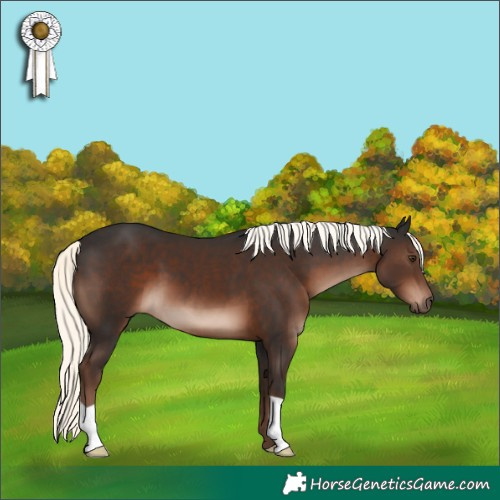 Horse Color:Liver Chestnut Mushroom 