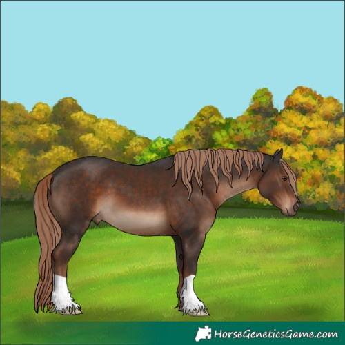 Horse Color:Liver Chestnut 