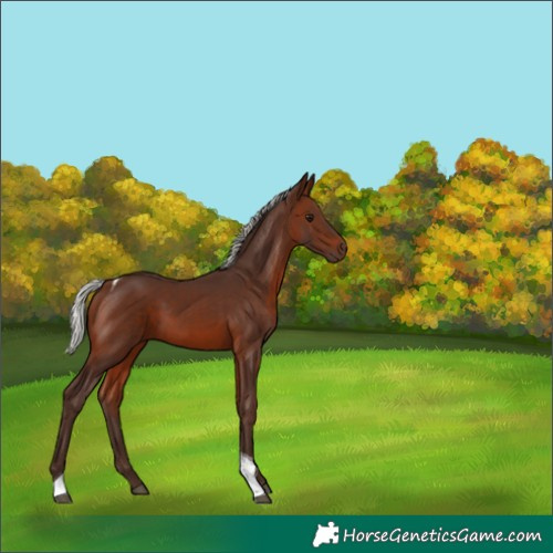 Horse Color:Silver Brown Tobiano 