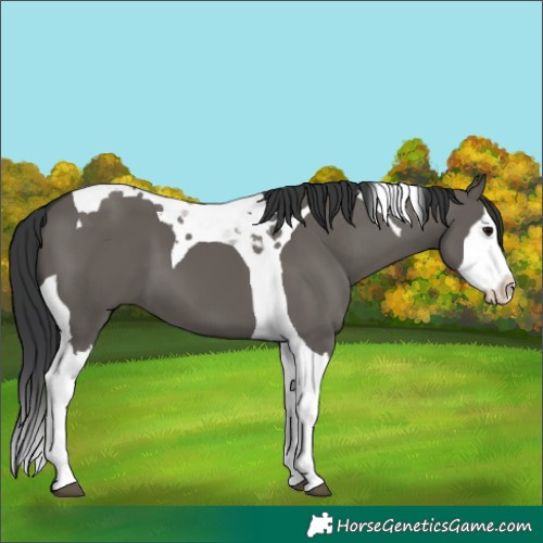Horse Color:Grullo Splash Tobiano 