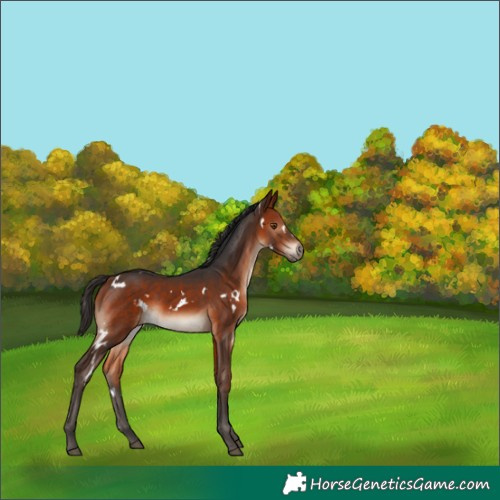 Horse Color:White Spotted Bay Sabino 