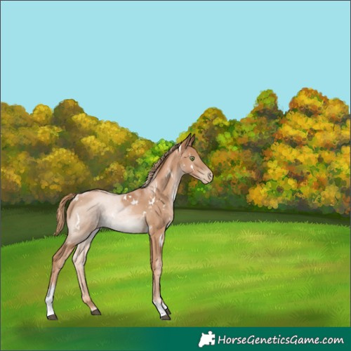 Horse Color:White Spotted Chestnut Pearl Tobiano Rabicano 