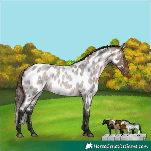 Horse Color:White Spotted Brown Roan Dun Mushroom Appaloosa Rabicano 