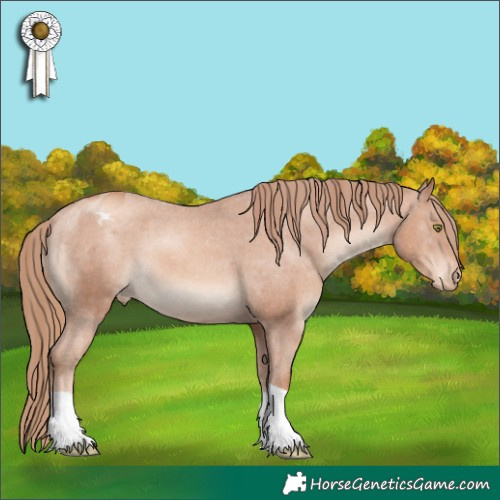 Horse Color:Gold Champagne Appaloosa 