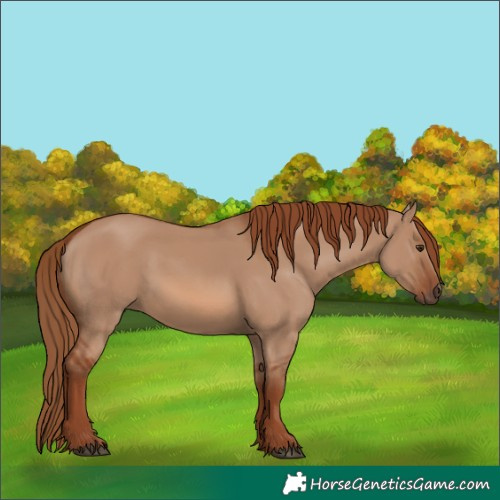 Horse Color:Red Dun