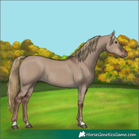 Horse Color:Liver Red Dun Rabicano 