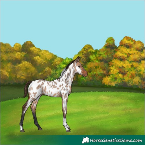 Horse Color:Bay Roan Dun Tobiano Near Leopard Rabicano