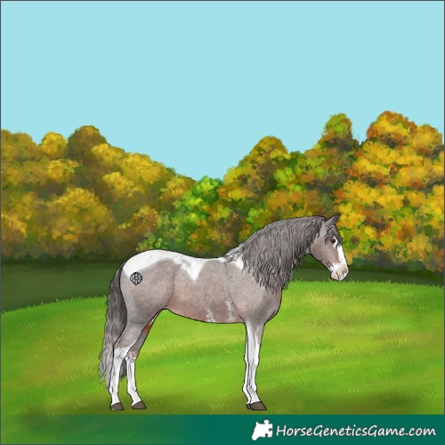 Horse Color:Liver Chestnut Sabino Splash Tobiano Appaloosa 