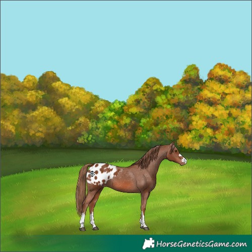 Horse Color:Chestnut Appaloosa 