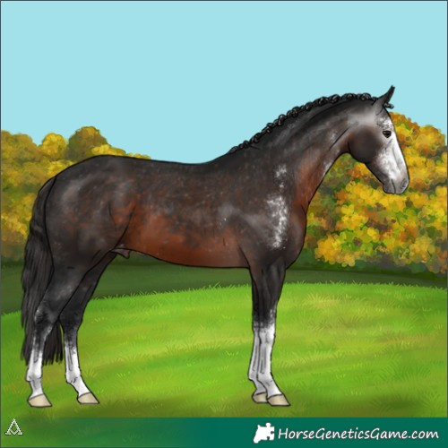 Horse Color:Gray Brown Sabino Appaloosa 