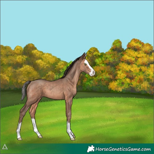 Horse Color:Sable Champagne Sabino Splash 