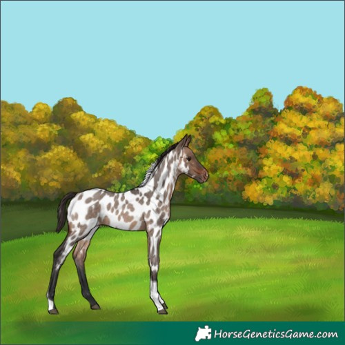 Horse Color:Brown Roan Dun Tobiano Near Leopard Rabicano 