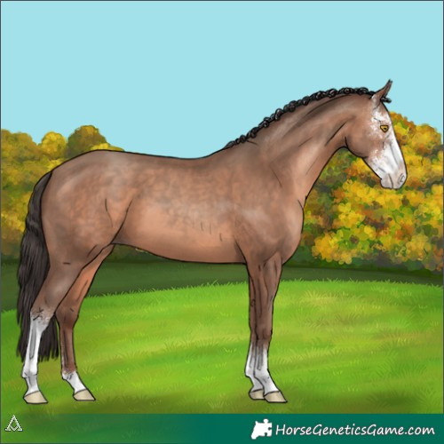 Horse Color:Sable Champagne Sabino 