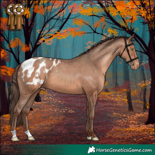 Horse Color:Sable Champagne Appaloosa 