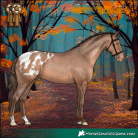Horse Color:Sable Champagne Appaloosa