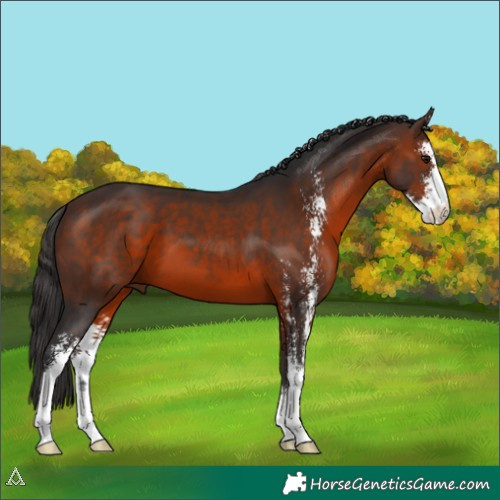 Horse Color:Brown Sabino 