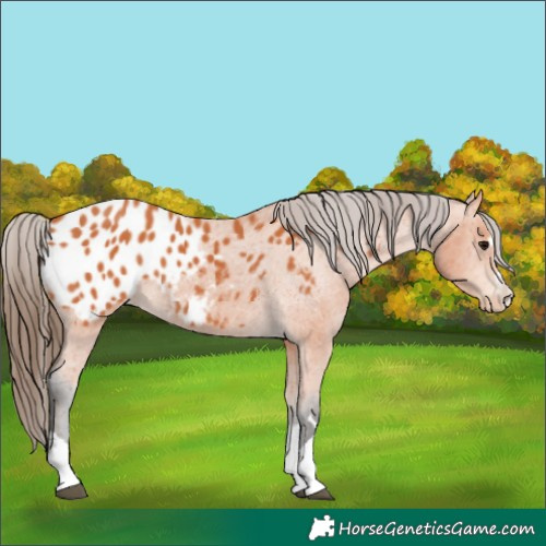 Horse Color:Bay Blanket 