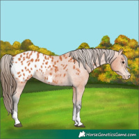 Horse Color:Bay Blanket 