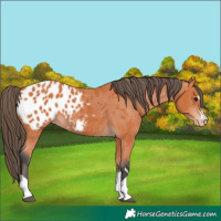 Horse Color:Bay Appaloosa 