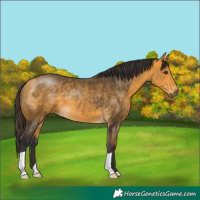 Horse Color:Buckskin 