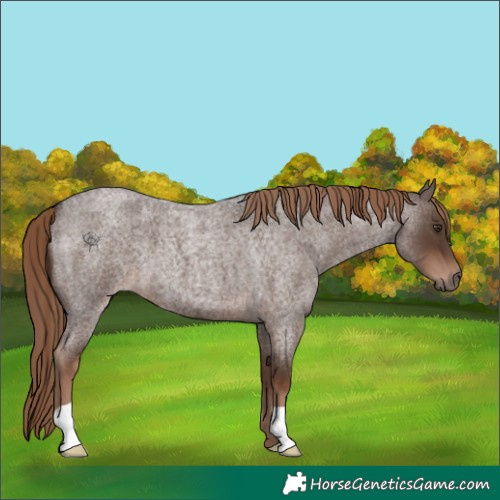 Horse Color:Liver Red Roan 